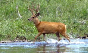 buck