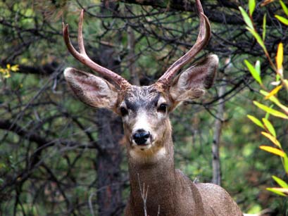 deer