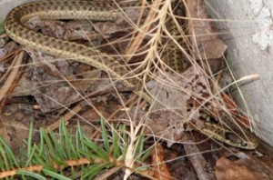 snake